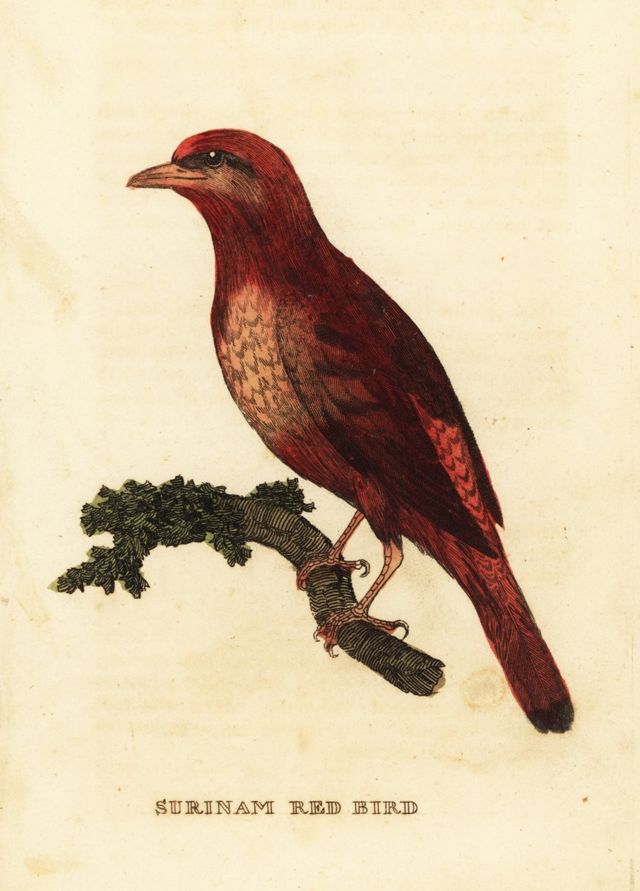 Guyanai vörös cotinga, főnix hentes alkotó: George (after) Edwards