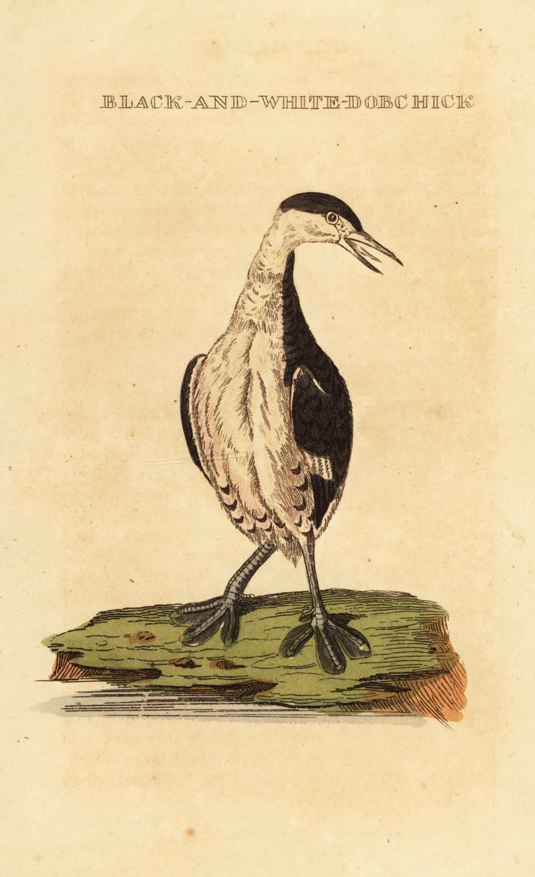 Szarvas vöcsök, fiatal, Podiceps auritus alkotó: George (after) Edwards