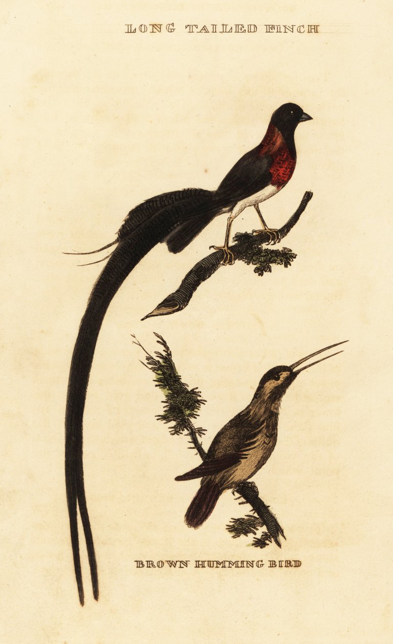 Hosszúfarkú paradicsom, Whydah, Vidua paradisaea és rózsás kolibri, Selasphorus rufus alkotó: George (after) Edwards