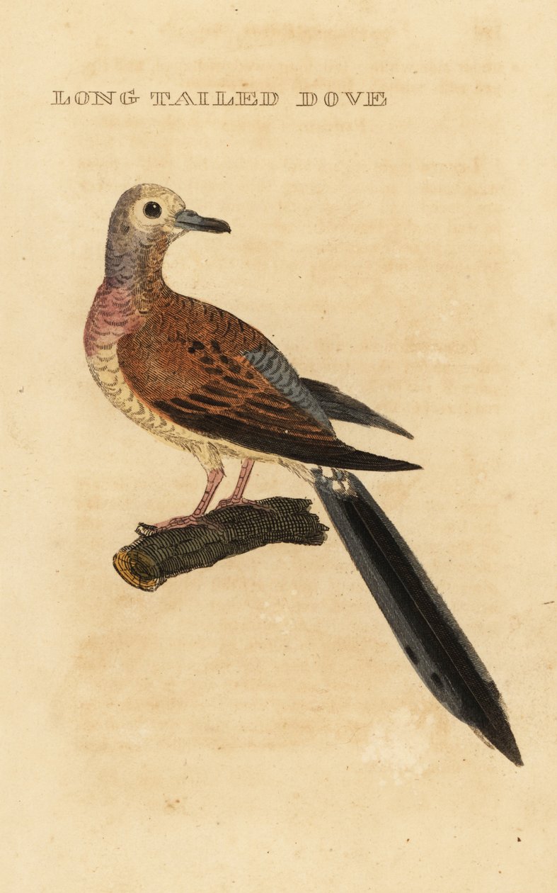 Gyászgalamb, Zenaida macroura alkotó: George (after) Edwards