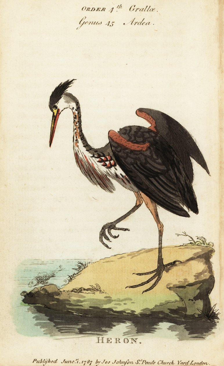 Észak-amerikai hamuszínű gém, Ardea fusca alkotó: George (after) Edwards