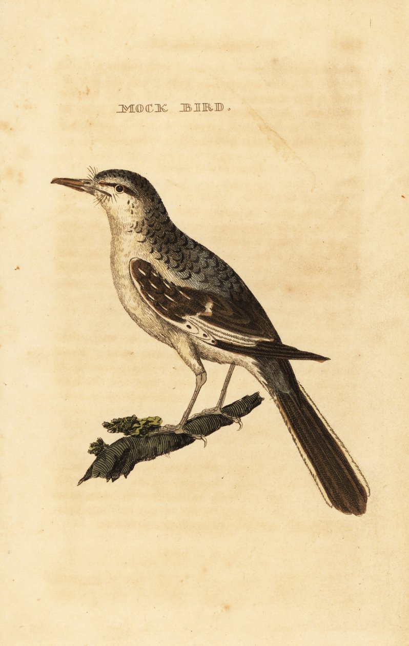 Északi gúnymadár, Mimus polyglottos alkotó: George (after) Edwards