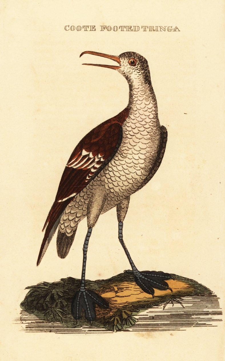 Vörösnyakú phalarope, Phalaropus lobatus alkotó: George (after) Edwards