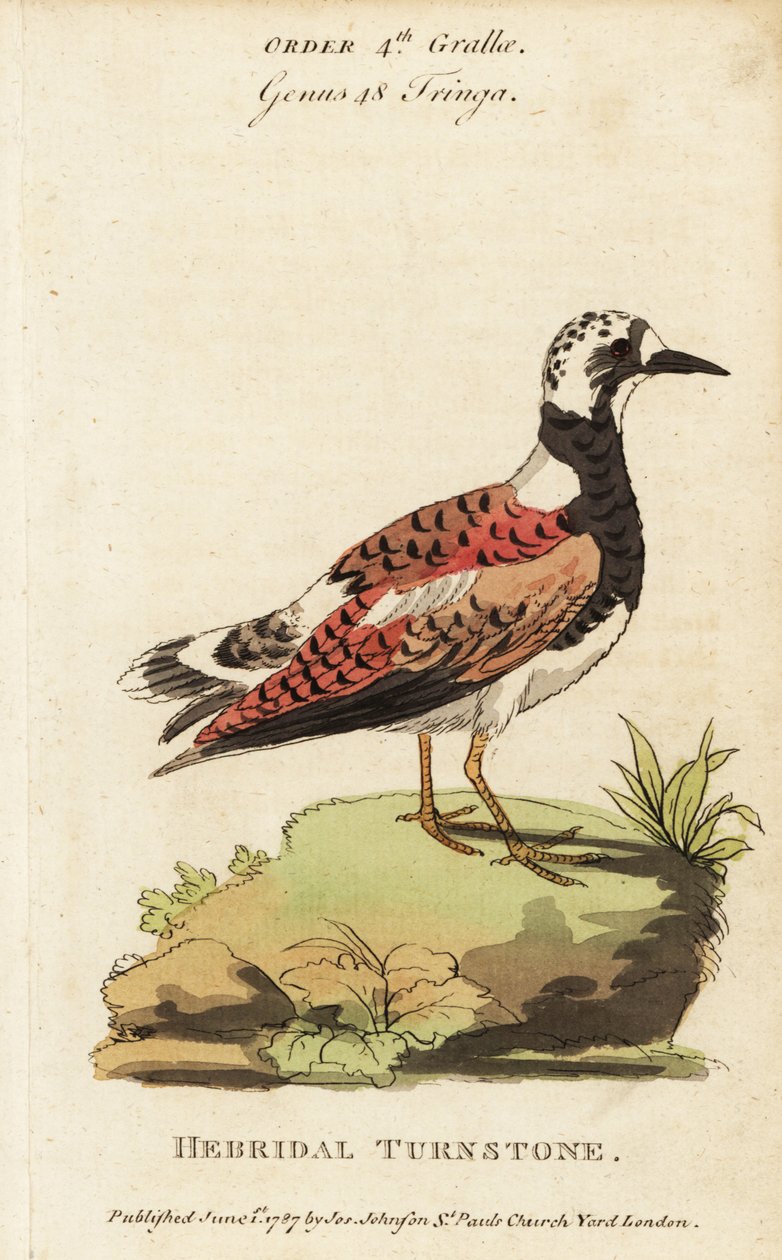 Ruddy turnstone, Arenaria fordító alkotó: George (after) Edwards