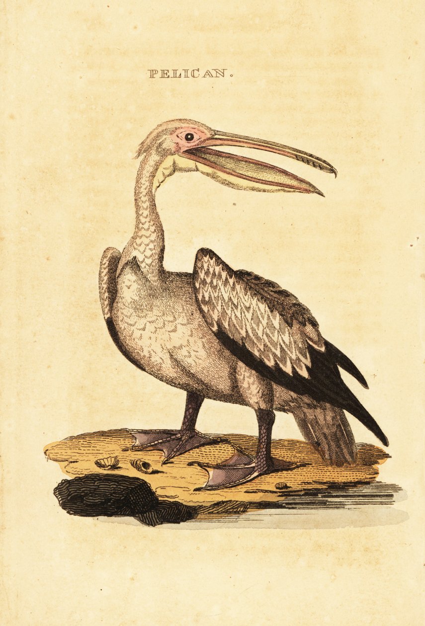 Nagy fehér pelikán, Pelecanus onocrotalus alkotó: George (after) Shaw