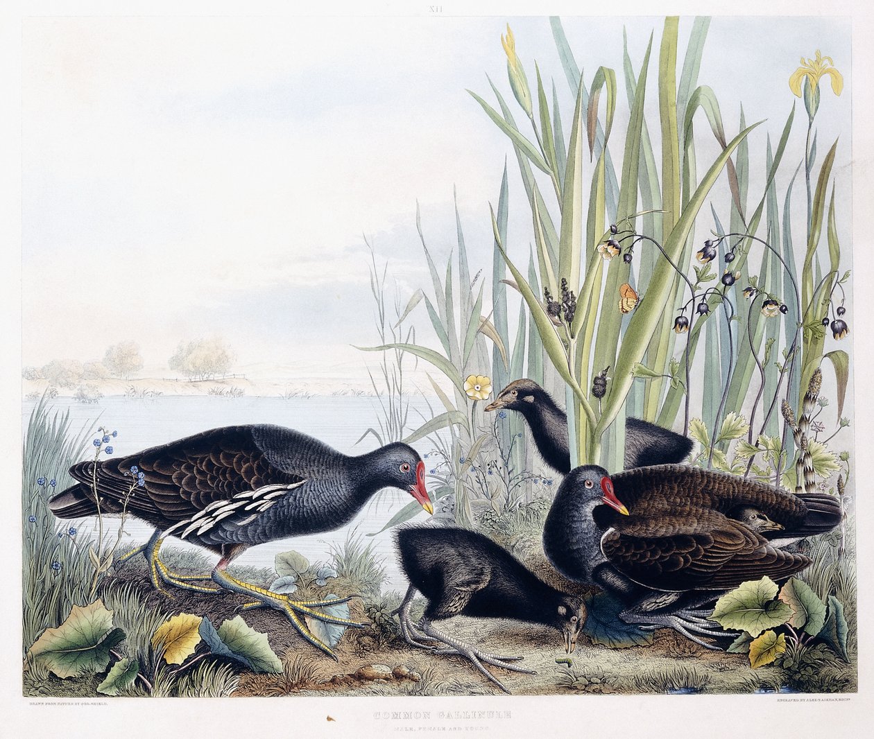 Common Gallinule (Moorhen) (hím, nőstény és fiatal), 1841 körül (kézzel színezett metszet) alkotó: George (after) Shield