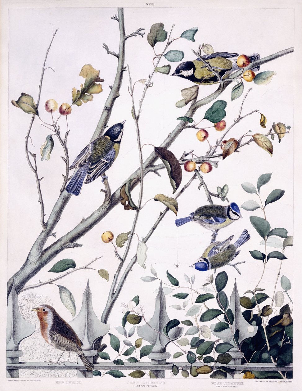 Vörös mell (Robin), széncinege (hím és nőstény) és kék cinege (hím és nőstény), 1841 körül (kézzel színezett metszet) alkotó: George (after) Shield
