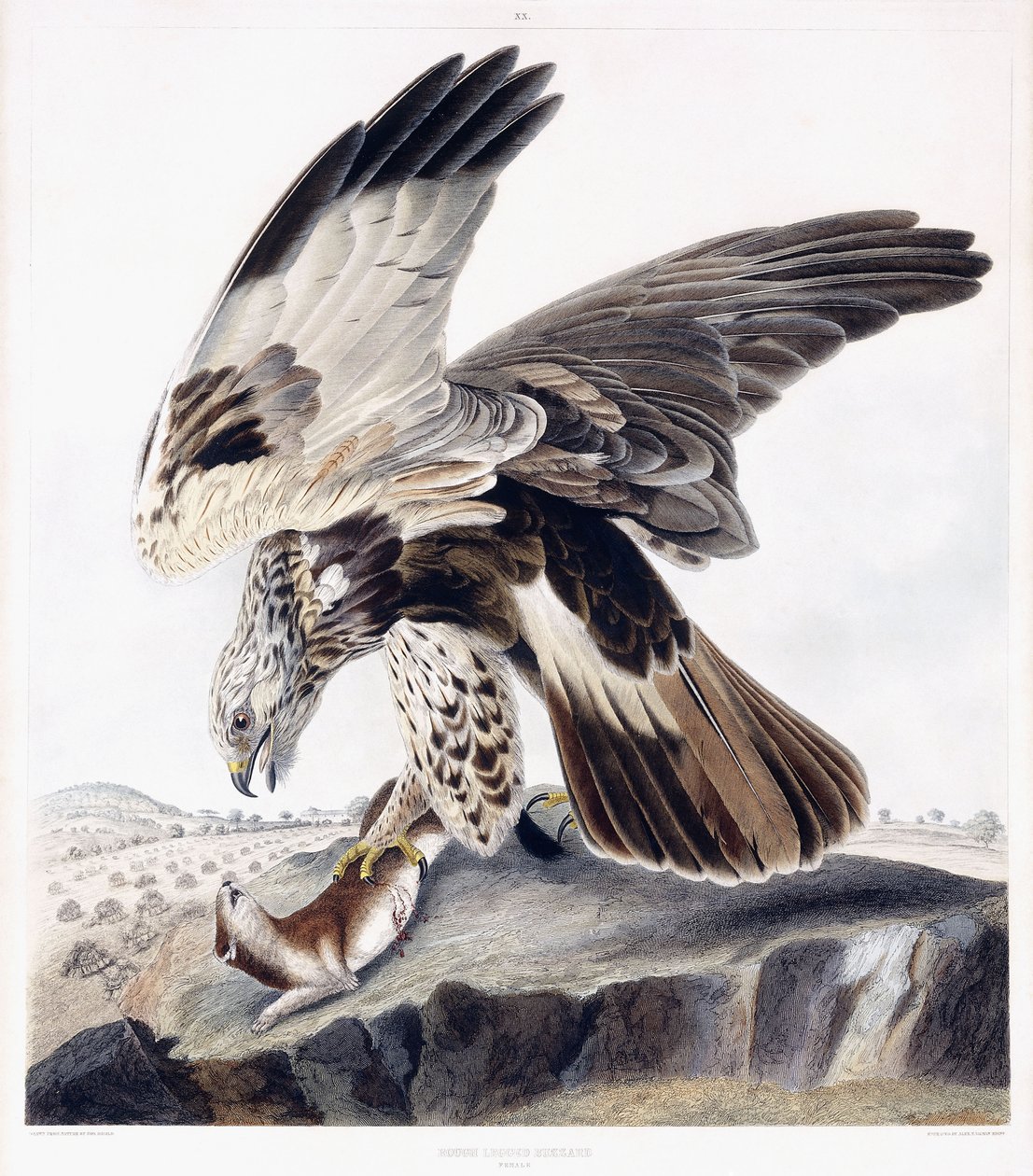 Durva lábú ölyv (nőstény), 1841 körül (kézzel színezett metszet) alkotó: George (after) Shield