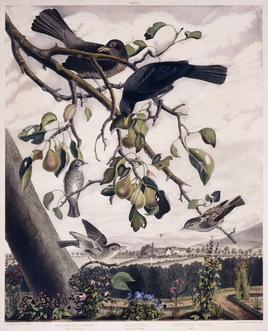 Pettyes légyfogó (férfi és nőstény), fekete madár (hím és nőstény) és foltos légyfogó (fiatal), 1841 körül (kézzel festett metszet) alkotó: George (after) Shield