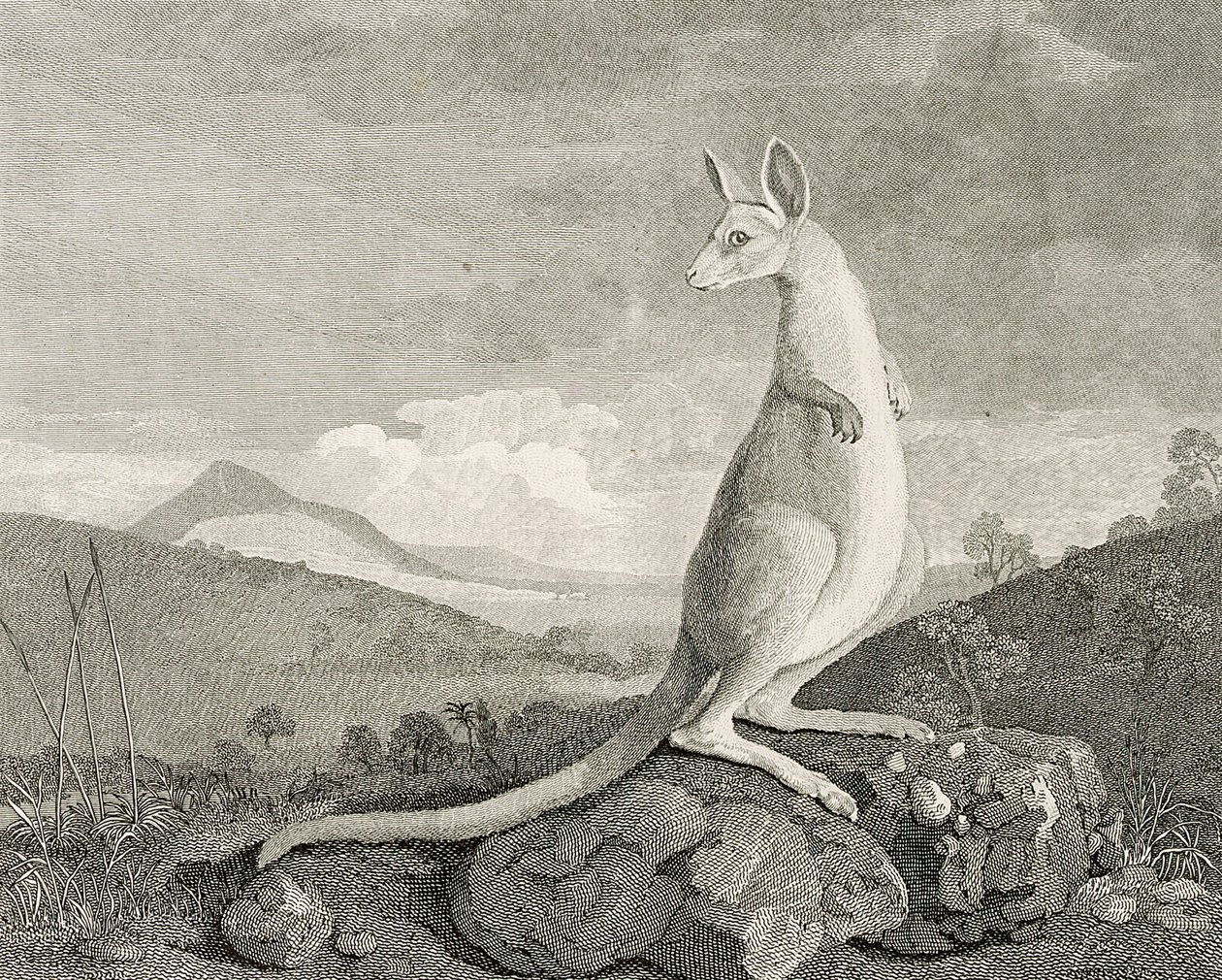 Egy állat, amelyet Új-Hollandia partjainál találtak, Kanguroo néven", 1773 körül (metszet, metszet) alkotó: George (after) Stubbs