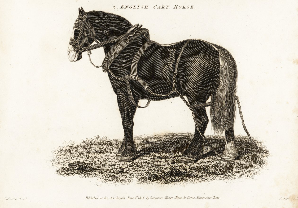 English Cart Horse vagy Shire igásló. alkotó: George (after) Stubbs