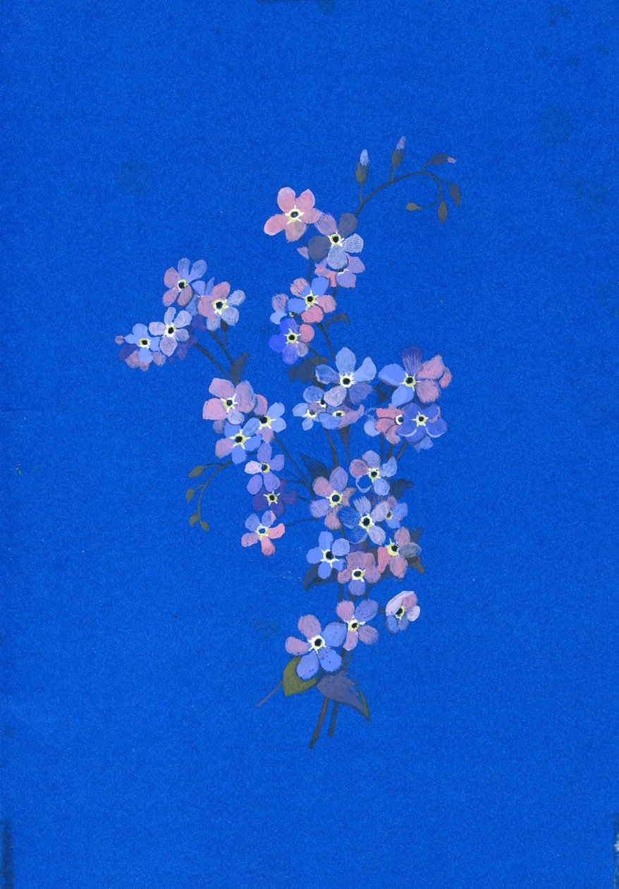 Nefelejcs, 1960-as évek (gouache színes kártyán) alkotó: George Adamson