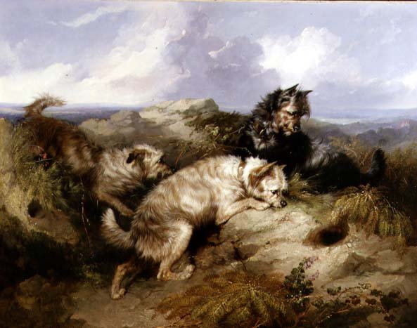 Egy Dandy Dinmont és két Cairns-i nyúl (olaj, vászon) alkotó: George Armfield