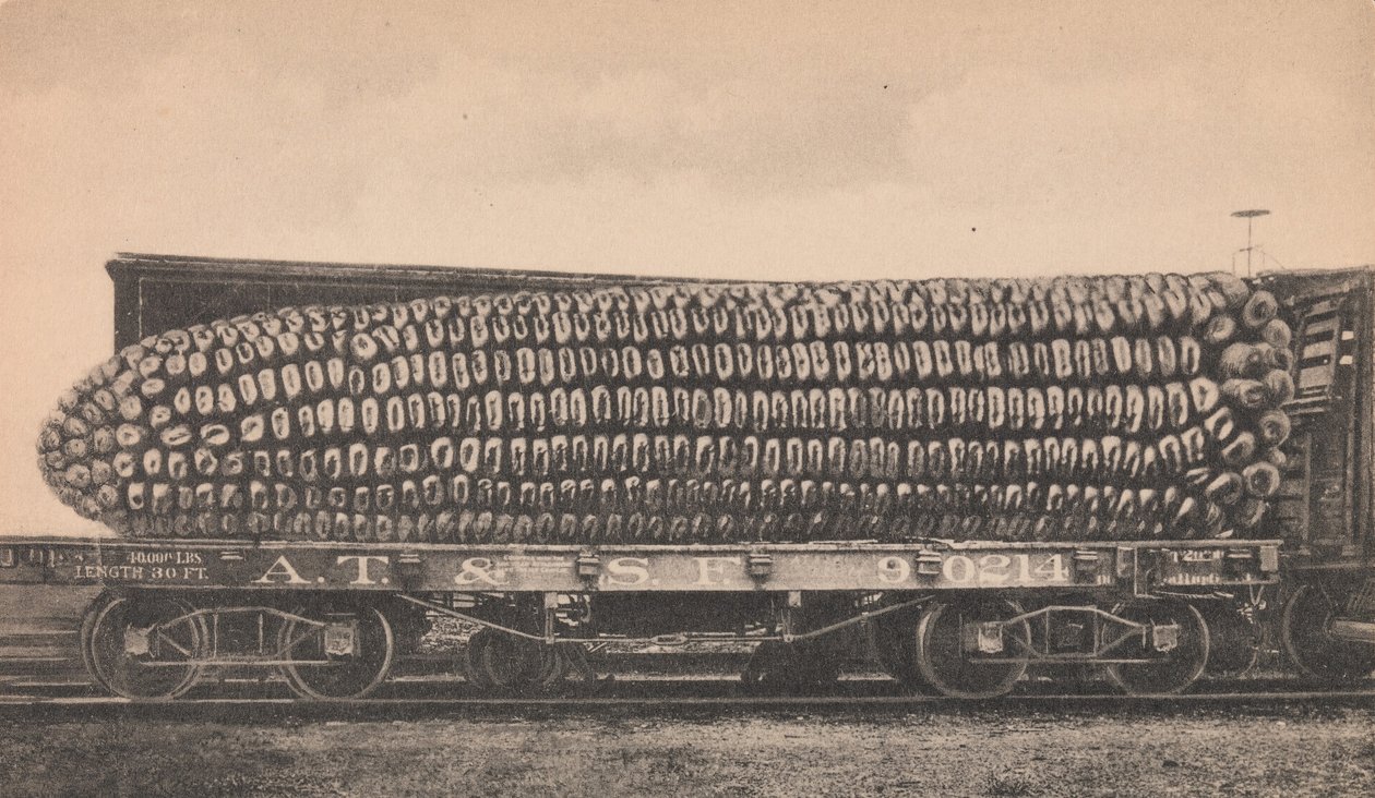 Egy autórakomány texasi kukoricából, kb. 1910. alkotó: George B. Cornish