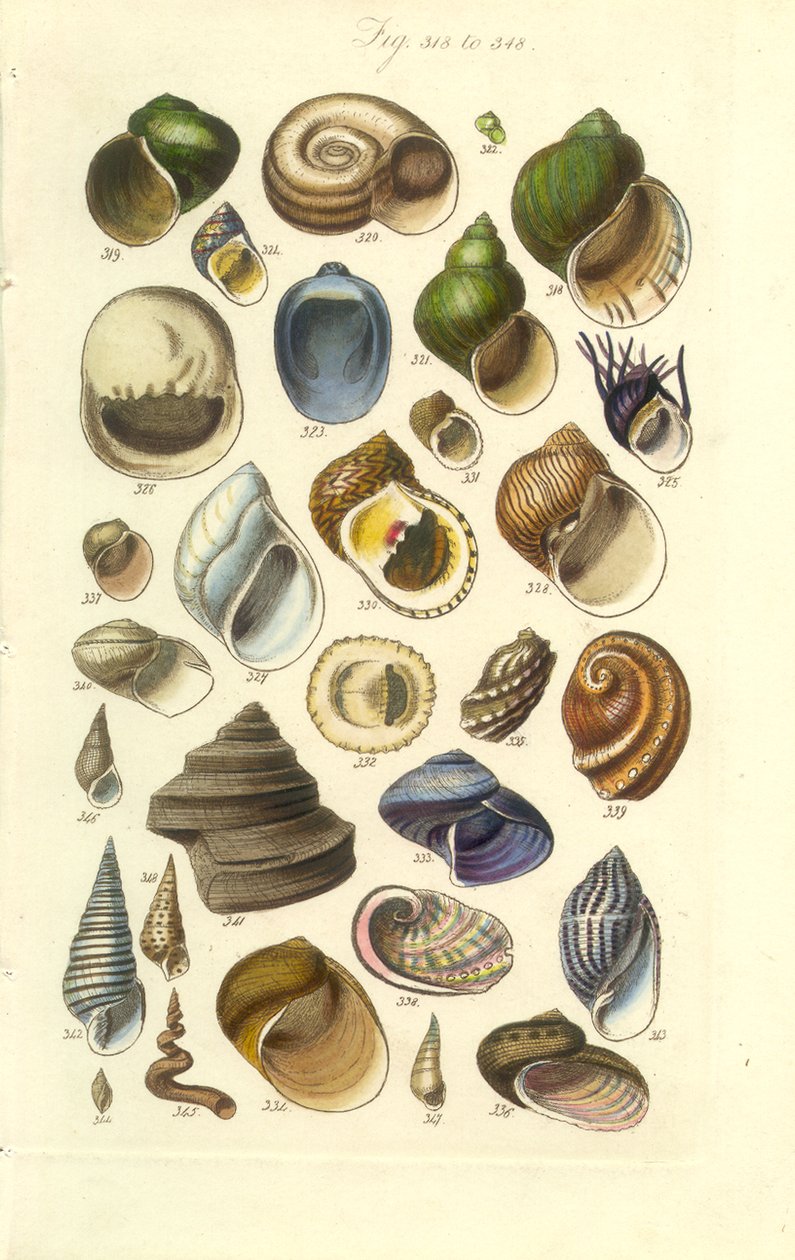 Konchológiai kézikönyv 15. tányér. Színes kagylók, köztük abalone kagylók alkotó: George B. Sowerby