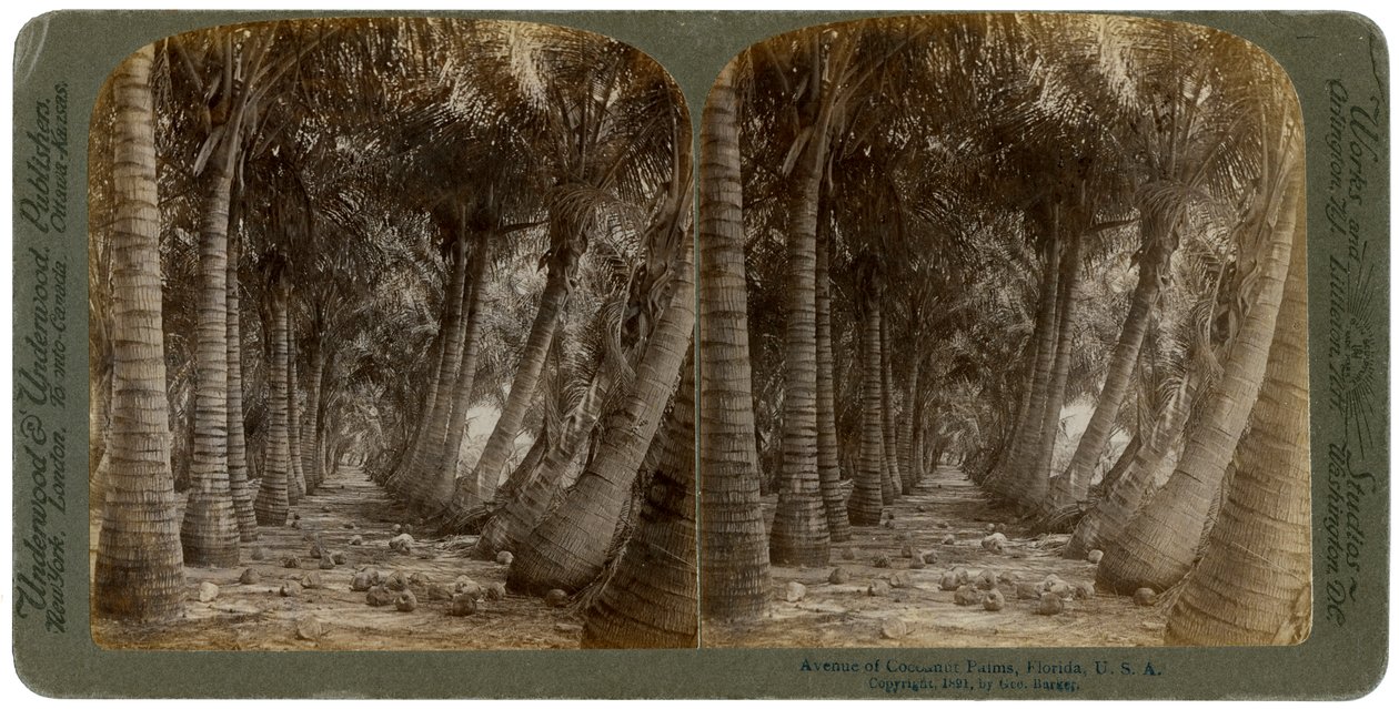 Avenue of Coconut Palms, Florida, USA, 1891. alkotó: George Barker