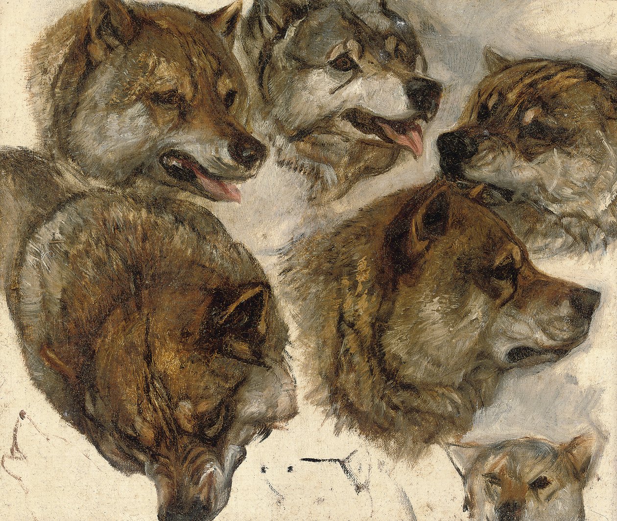 Tanulmányok a husky-fejekről alkotó: George Bouverie Goddard