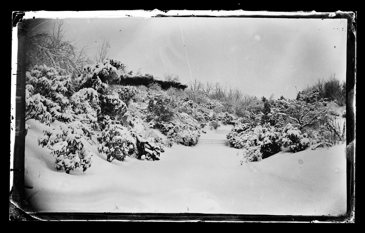 Rose Arbor alulról, Prospect Park, Brooklyn, 1872-87 körül (nedves kollódion negatív) alkotó: George Bradford Brainerd
