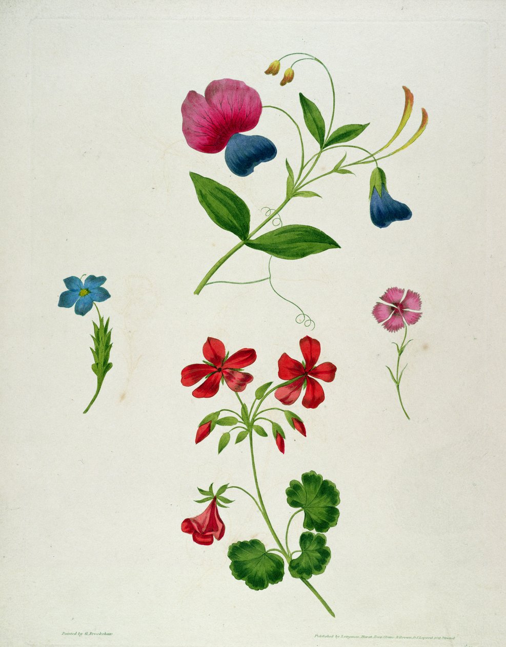 Illusztráció az „Új traktátus a virágfestésről, avagy Minden hölgy a saját rajzmestere” című könyvből, 1816 (színes nyomott metszet, kézi színezéssel) alkotó: George Brookshaw