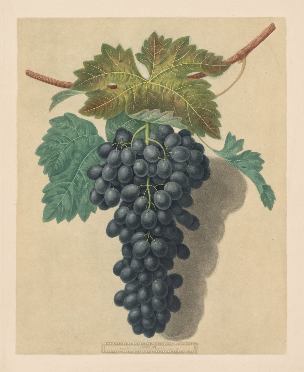 Pomona Britannica: 52. szám – Fekete hercegszőlő, 1809. alkotó: George Brookshaw