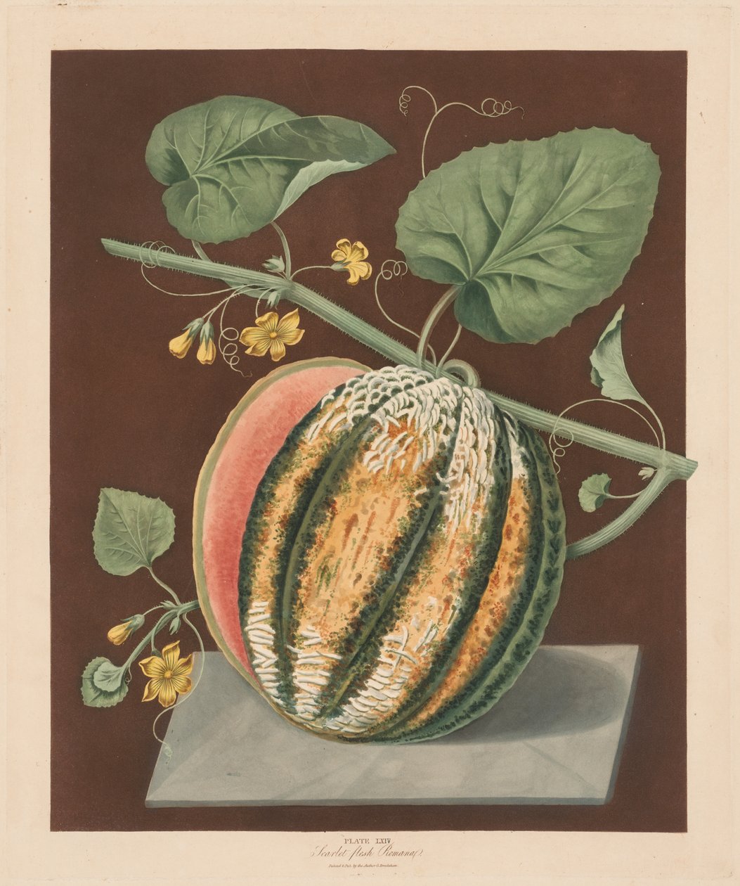 Pomona Britannica: No. 64 – Scarlet Flesh Romana dinnye, 1812. alkotó: George Brookshaw