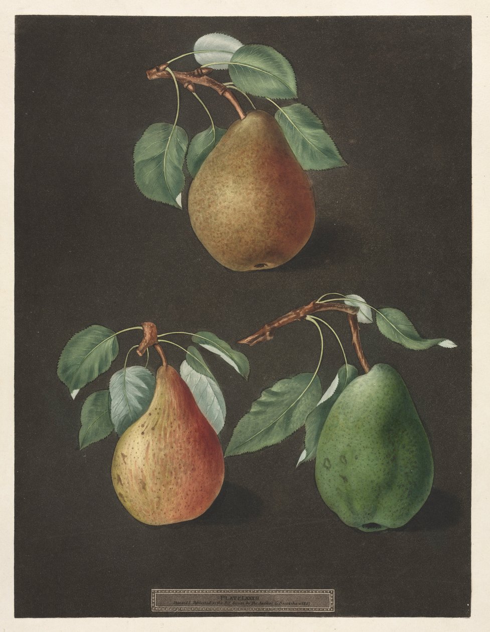 Pomona Britannica: 82. szám – Körte, 1807. alkotó: George Brookshaw