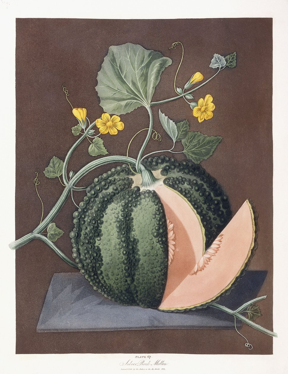 Ezüst szikladinnye, 1812 alkotó: George Brookshaw