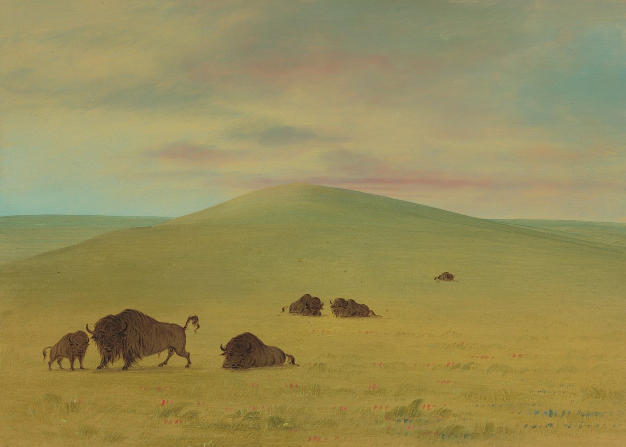 Amerikai legelő – Platte préri, 18611869. alkotó: George Catlin