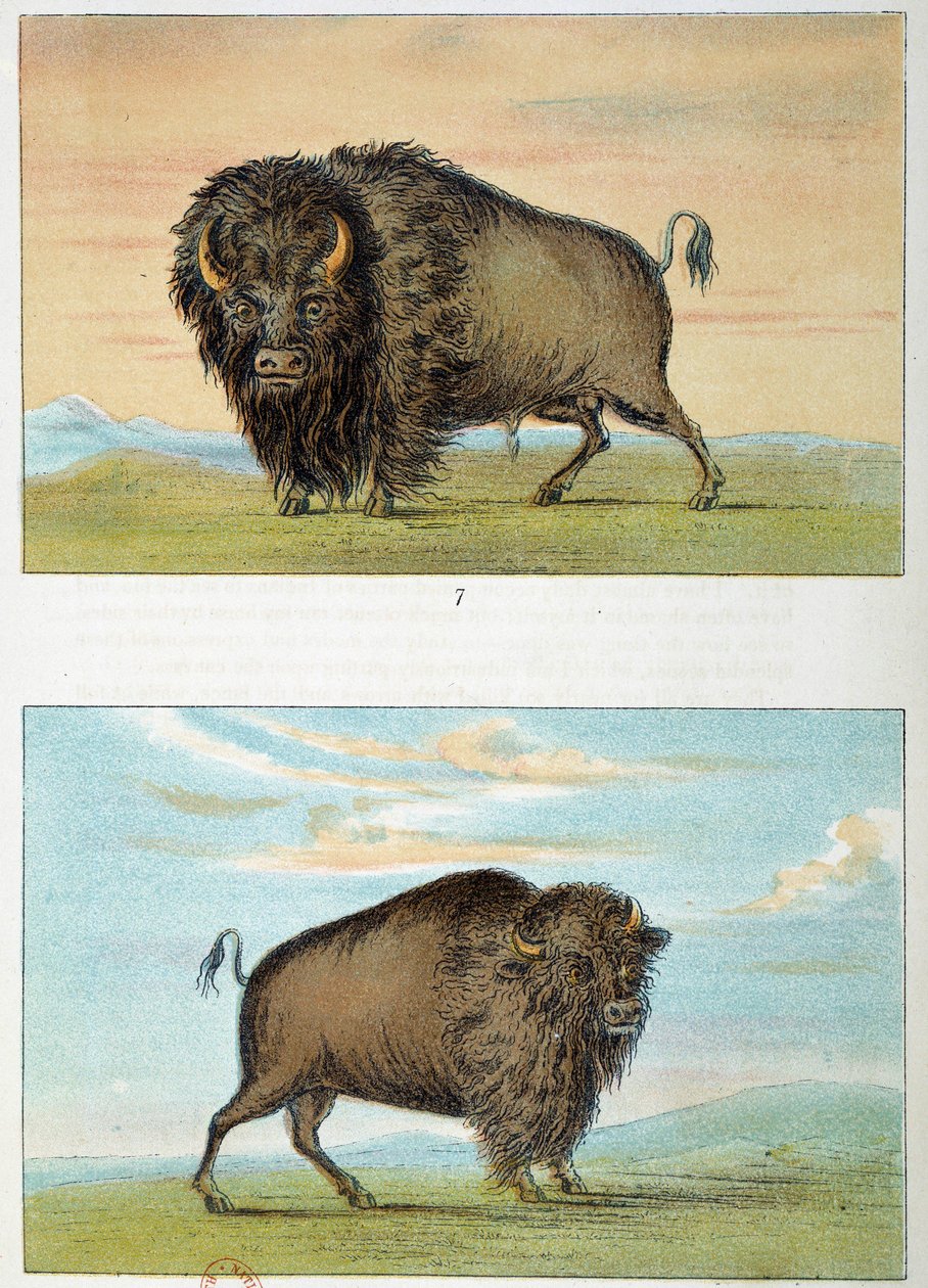 Bölény, hím és nőstény, Egyesült Államok. Illusztráció: George Catlin (1794-1872) alkotó: George Catlin