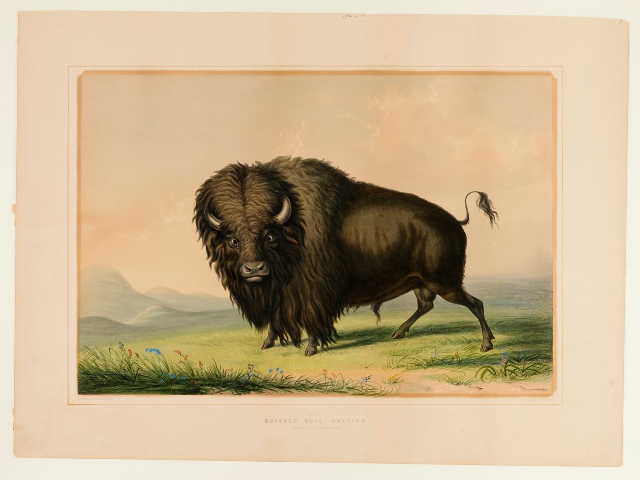 Bivalybika legeltetés--no.2 alkotó: George Catlin