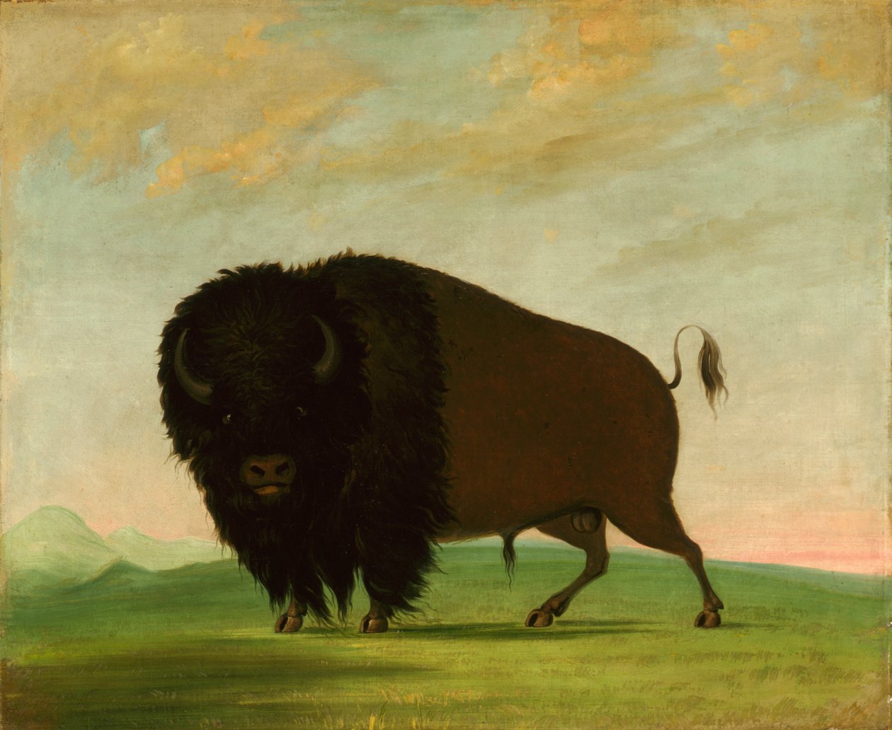 Buffalo Bull, Legeltetés a prérin, 1832-1833. alkotó: George Catlin