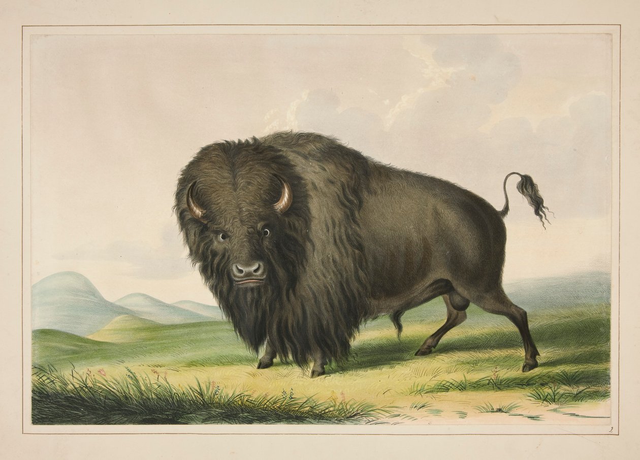 Buffalo Bull Grazing, pl. 2 az észak-amerikai indián portfólióból alkotó: George Catlin