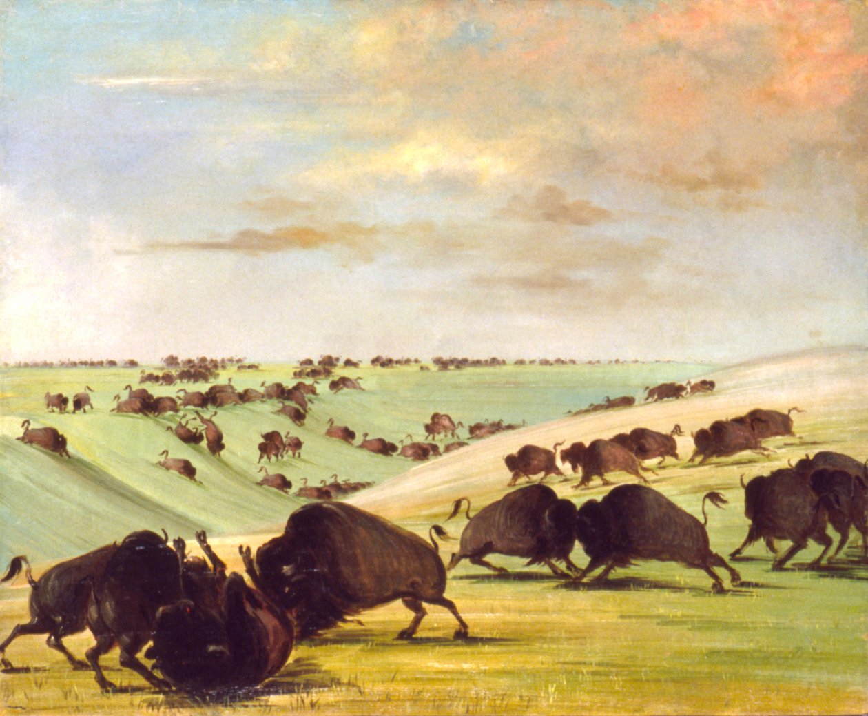 Buffalo Bulls Fighting a futószezonban, Upper Missouri alkotó: George Catlin