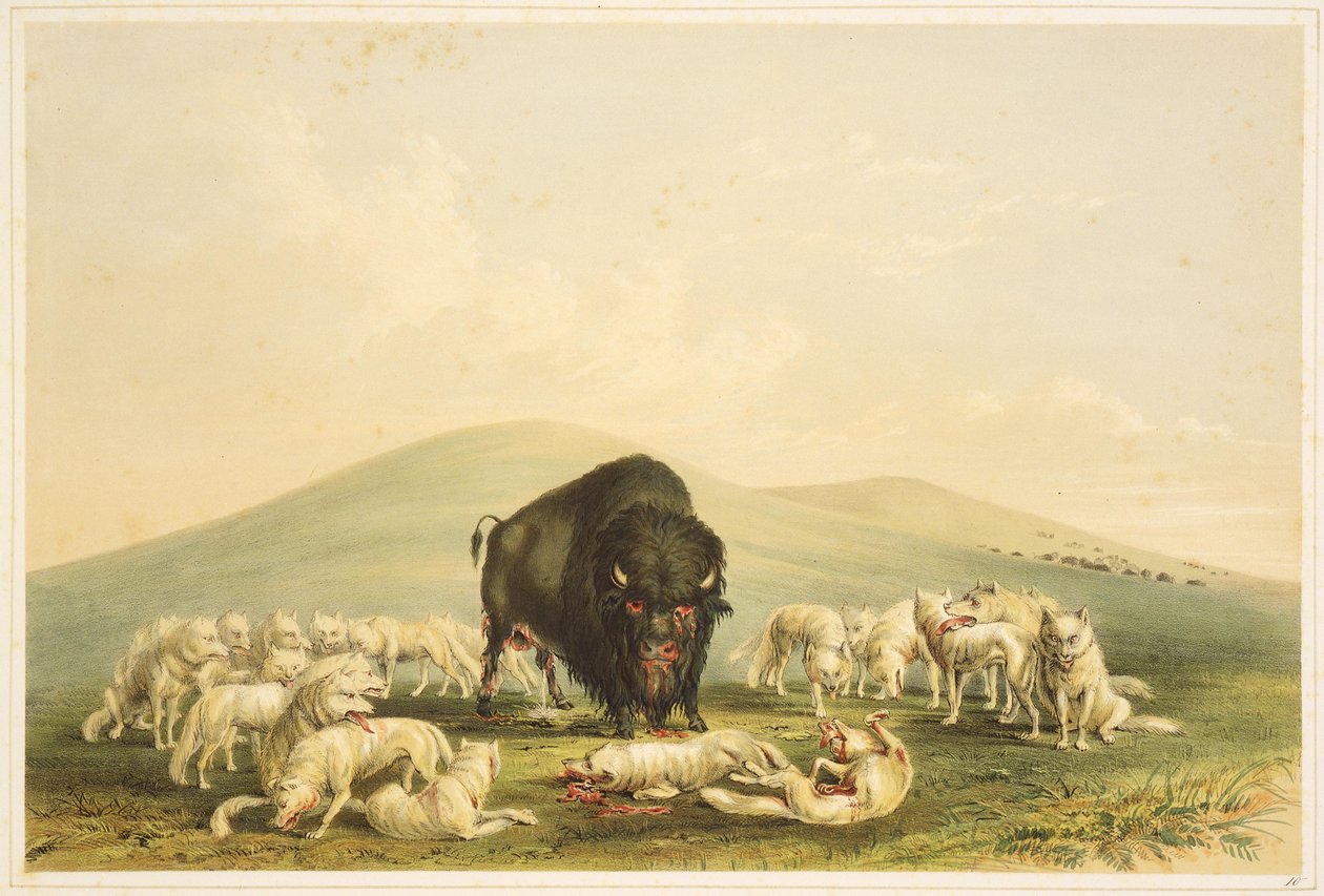 Bölényvadászat: Bölényvadászat: Bölény bikára támadó fehér farkasok alkotó: George Catlin