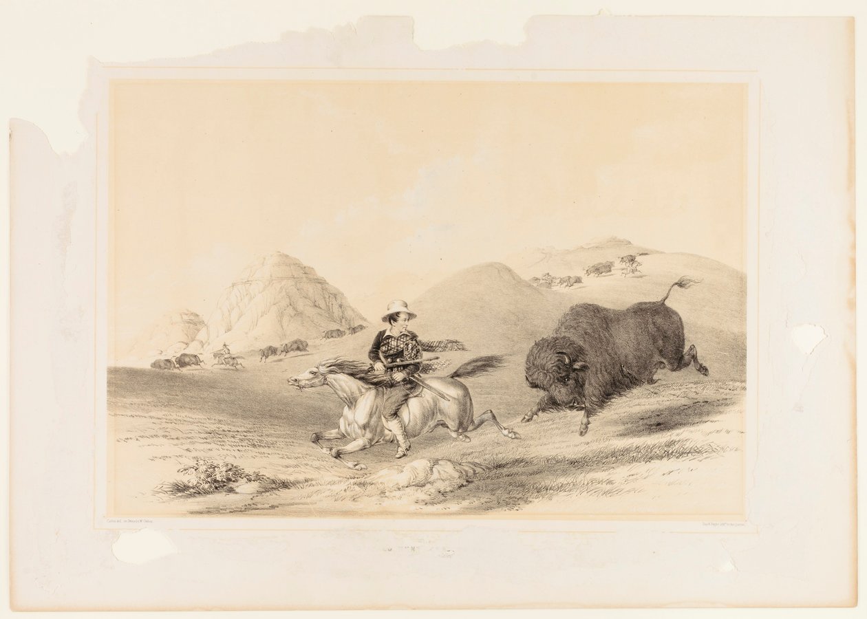 Buffalo Hunt Chasing Back nem. 12 alkotó: George Catlin