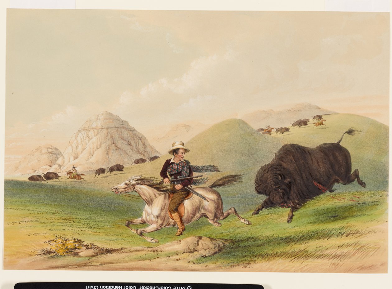 Bivalyvadászat, visszahajtás alkotó: George Catlin