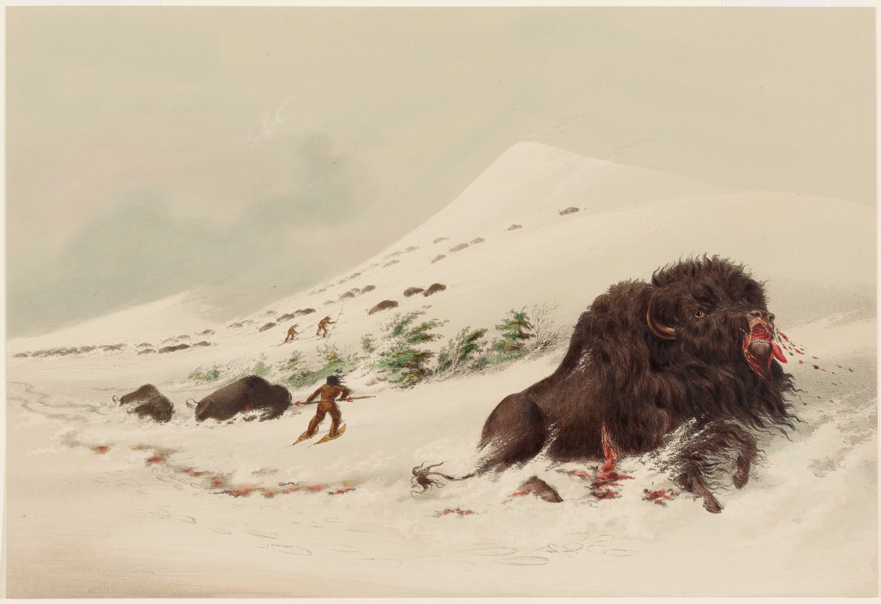 Bölényvadászat, haldokló bölénybika hótorlaszban alkotó: George Catlin