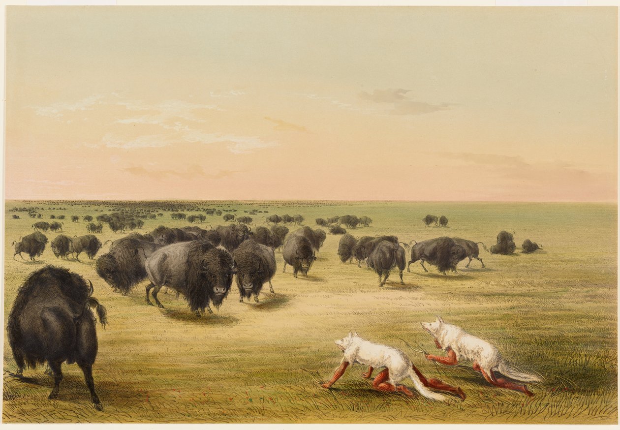 Bivalyvadászat a fehér farkasbőr alatt alkotó: George Catlin