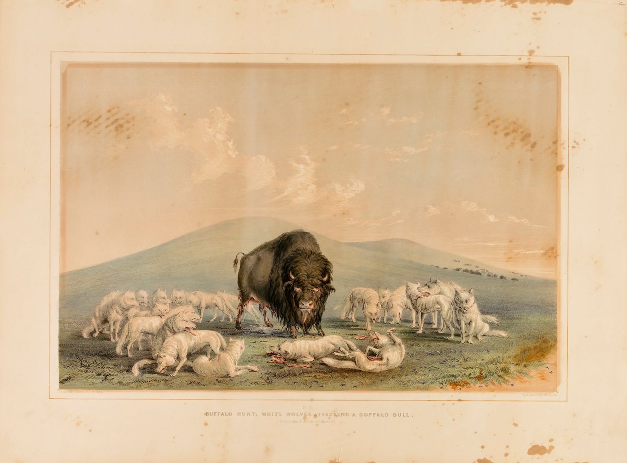 Bölényvadászat, fehér farkasok támadnak egy bölénybikára--no. 10. alkotó: George Catlin