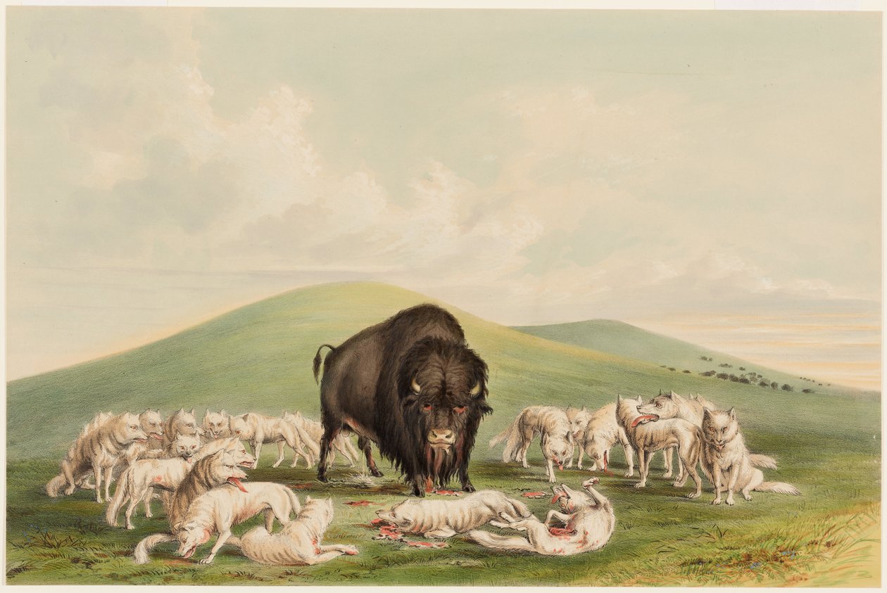 Bivalyvadászat, a fehér farkasok megtámadják a bivalybikát alkotó: George Catlin