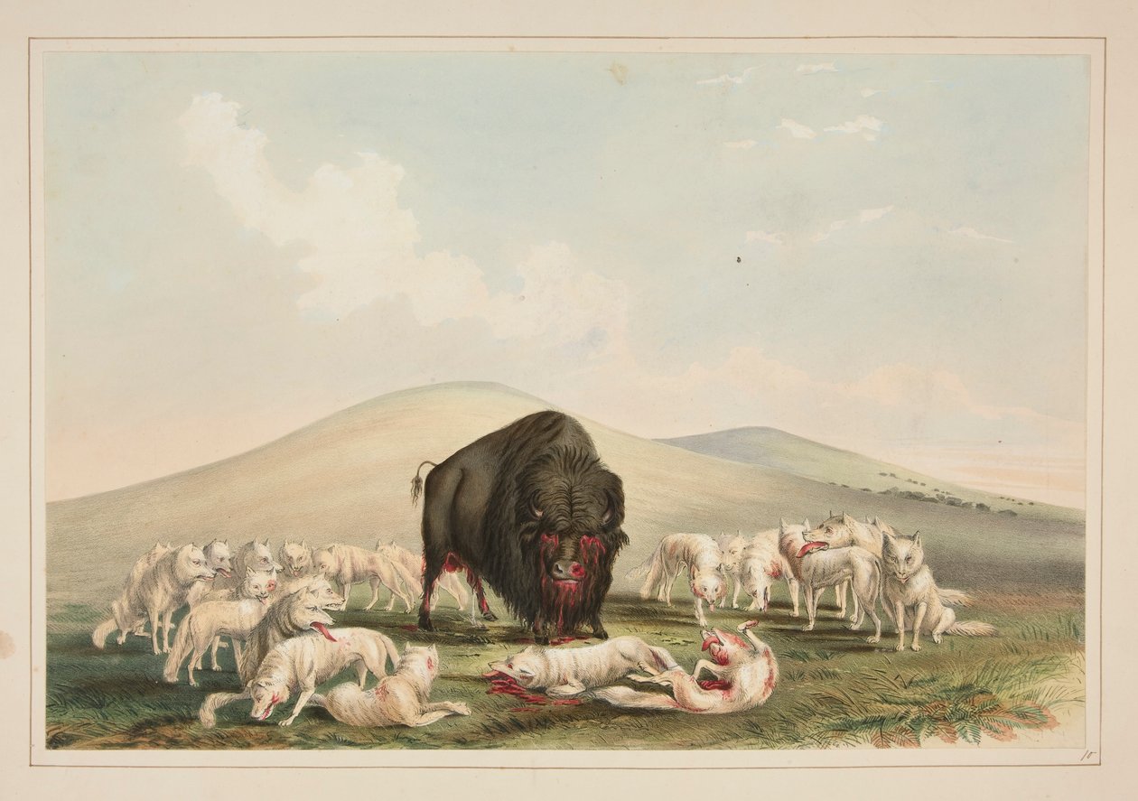 Buffalo Hunt, Fehér farkasok megtámadják a bivalybikát, pl. 10 az észak-amerikai indiánok portfóliójából alkotó: George Catlin