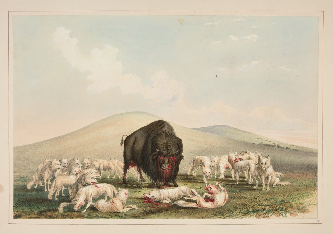 Bivalyvadászat, fehér farkasok támadnak egy bivalybikára, 10. tábla az Észak-amerikai indiánok portfólióból alkotó: George Catlin