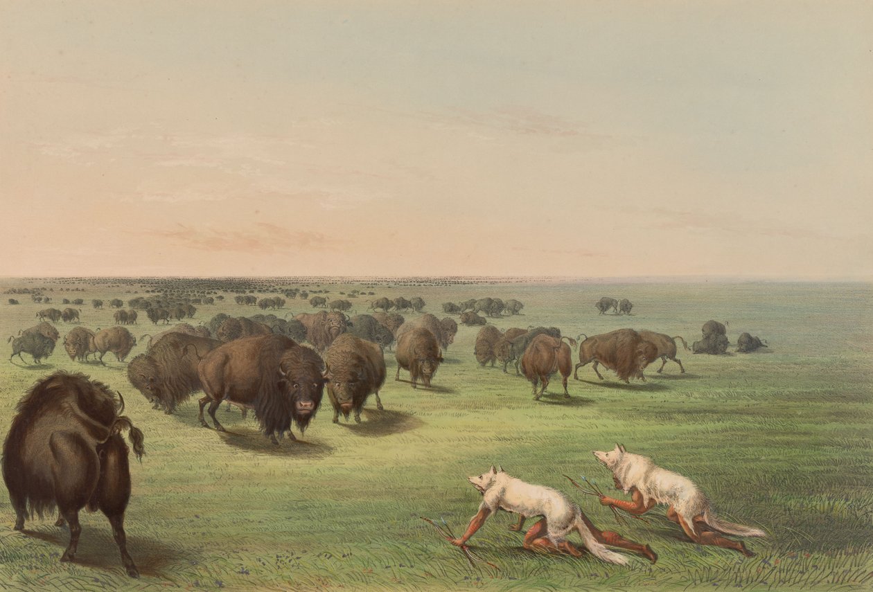 Bivalyvadászat, farkasbőrrel, 13. táblakép az Észak-amerikai indiánok című sorozatból alkotó: George Catlin