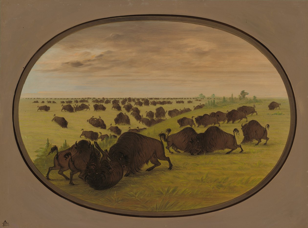 Bikaviadal, 18611869. alkotó: George Catlin