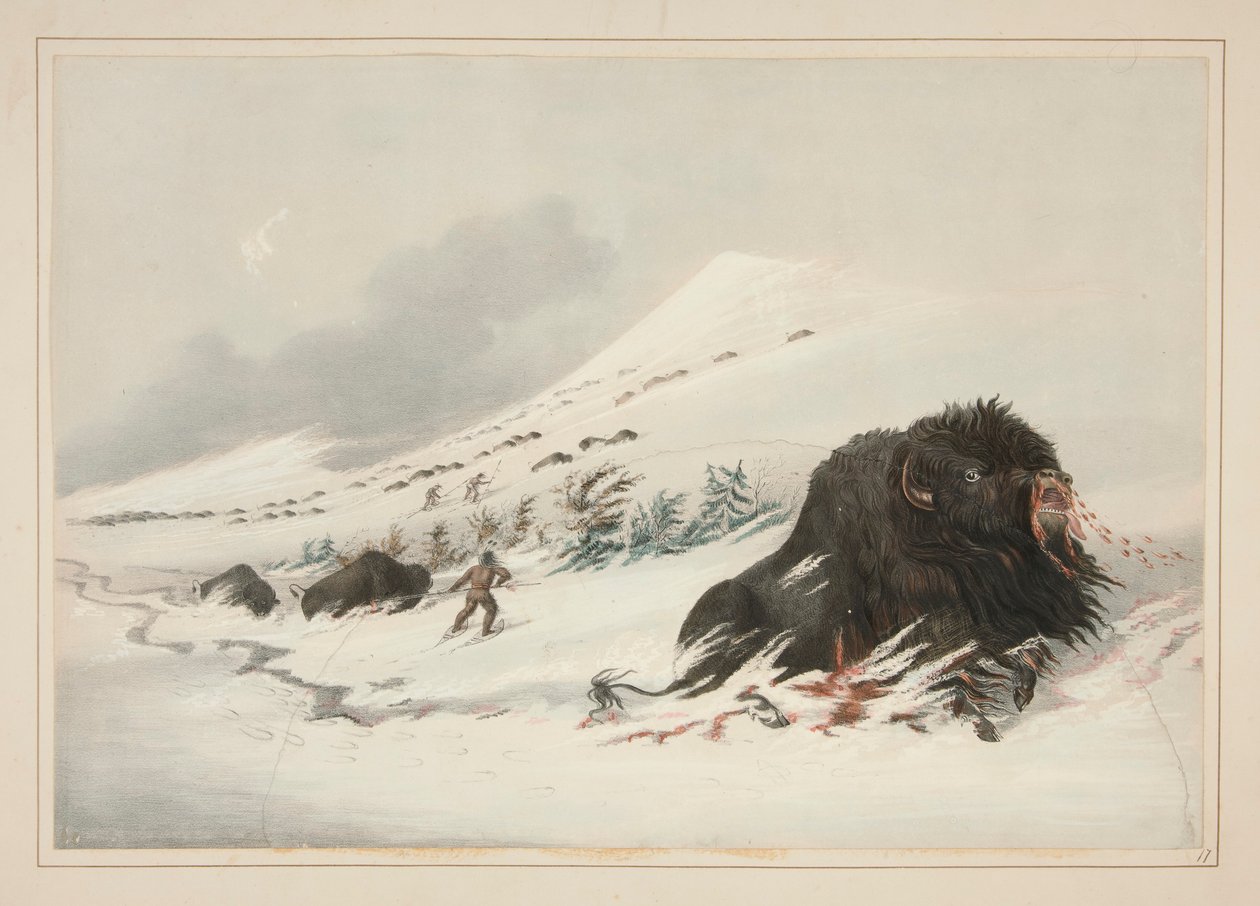 Dying Buffalo Bull, in Snow Drift, pl. 17. az észak-amerikai indiánok portfóliójából alkotó: George Catlin