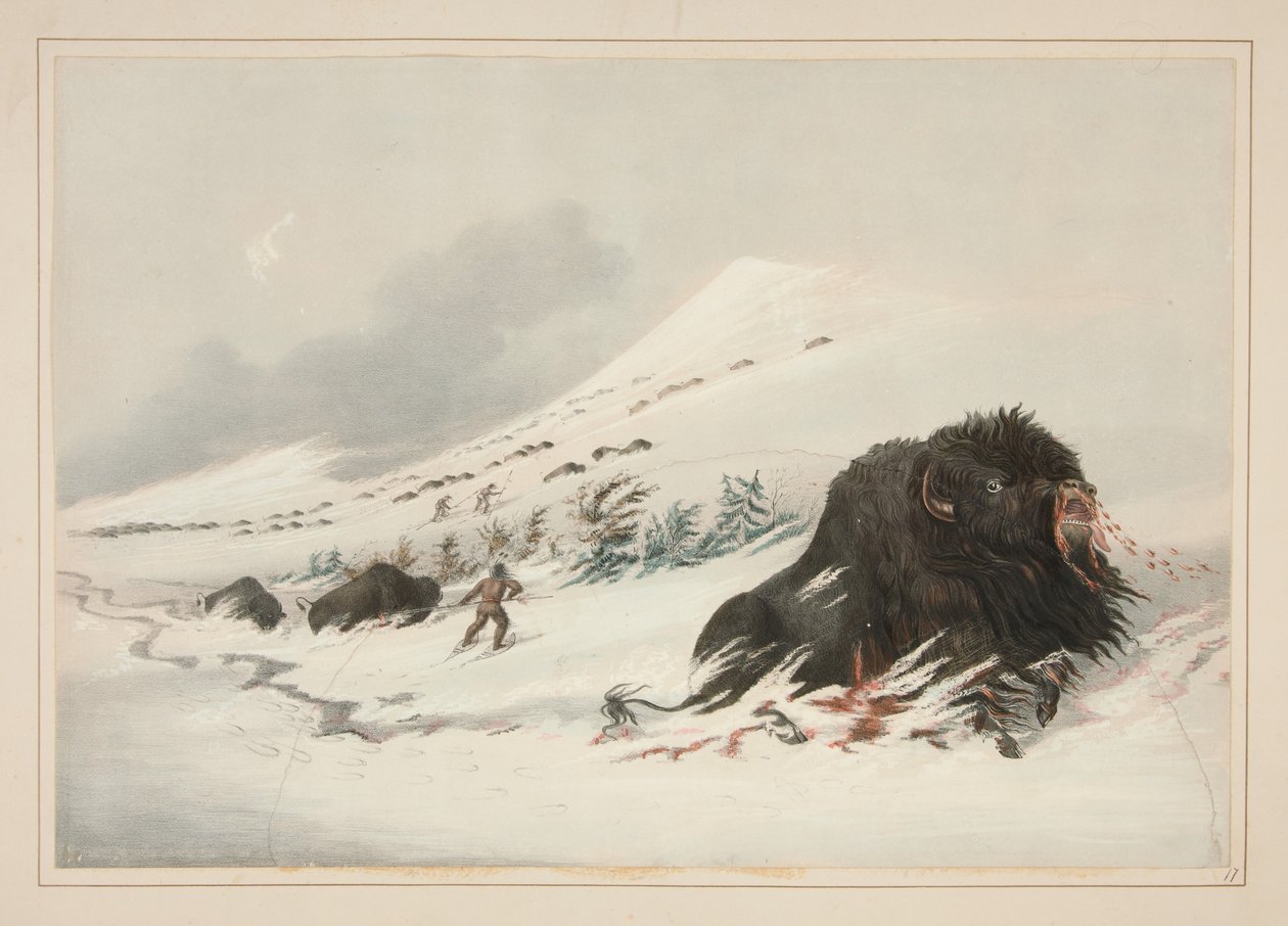 Haldokló bölénybika hótorlaszban, 17. tábla az Észak-amerikai indiánok portfóliójából alkotó: George Catlin