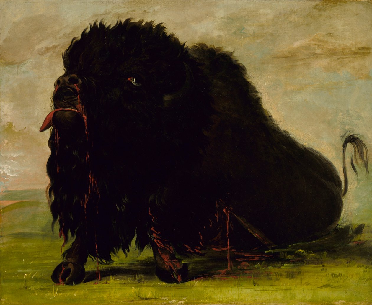 Haldokló bölény, nyílvesszővel lelőtték alkotó: George Catlin