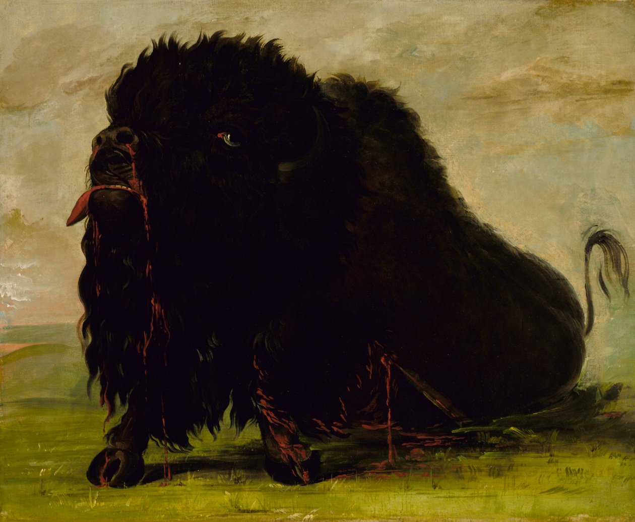 Haldokló bivaly, nyíllal lőtt, 1832-1833. alkotó: George Catlin
