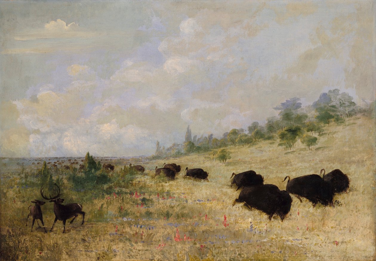 Elk és bölény legelészik a prérin, Texasban alkotó: George Catlin