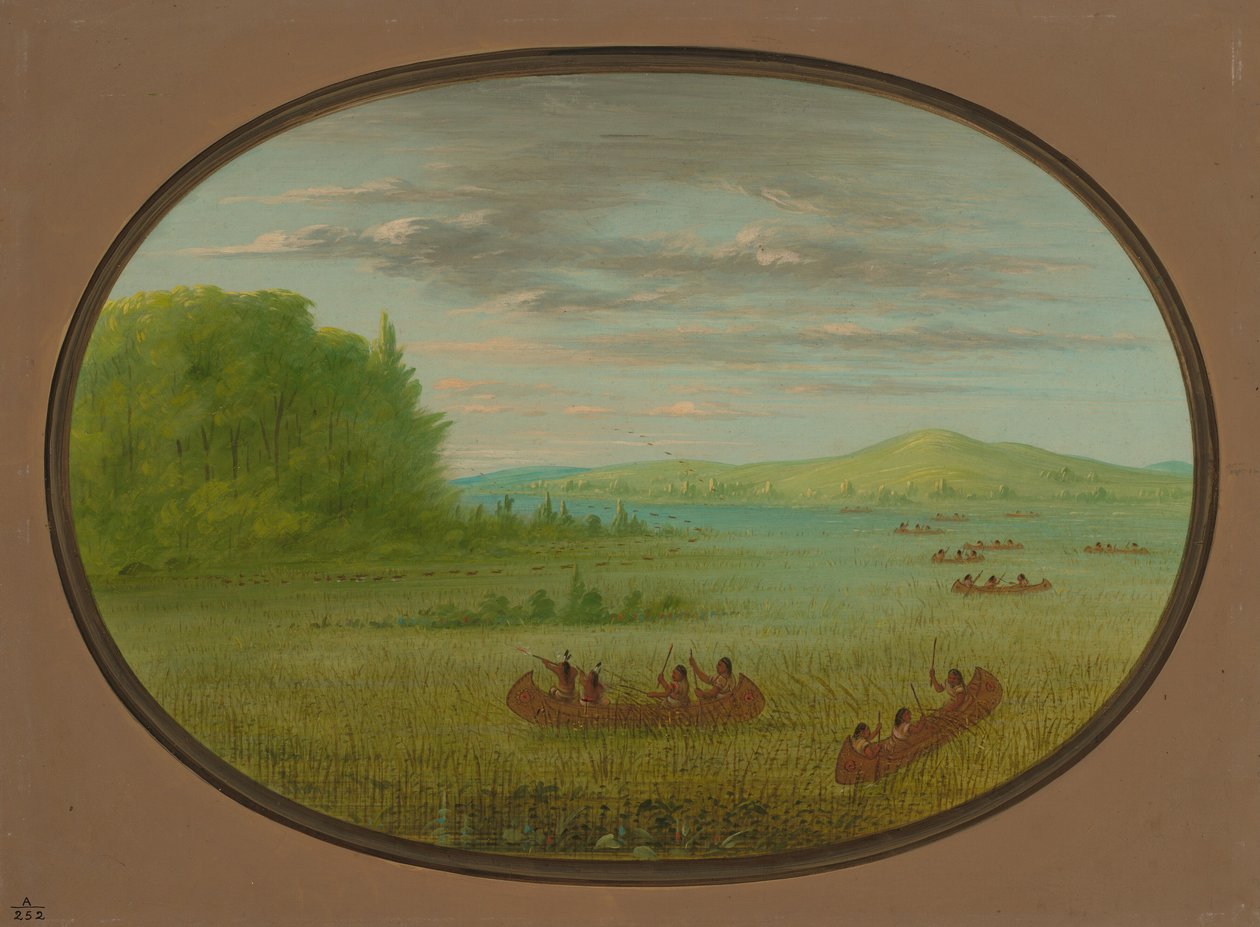 Vadrizs gyűjtése – Winnebago, 18611869. alkotó: George Catlin